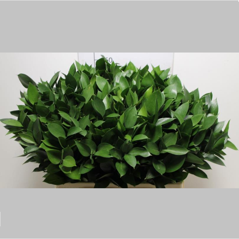 Ruscus, Pachet (50 buc.)